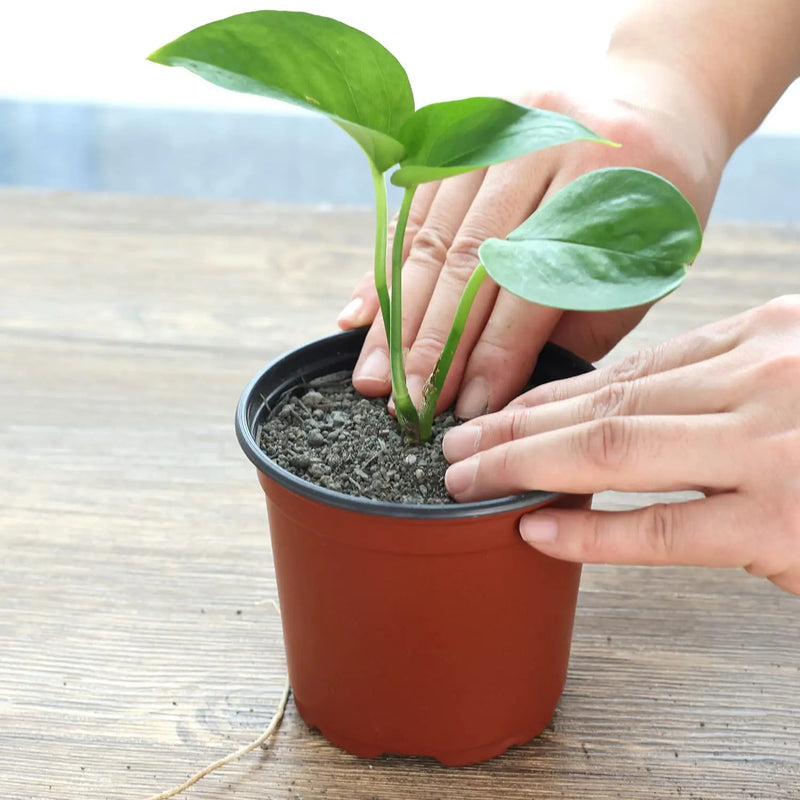 Conjunto de 75 Peças Vasos para Plantas Leve Fácil®️